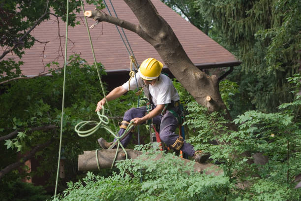 Best Hedge Trimming  in Riva, MD