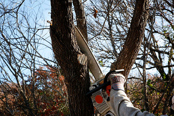 How Our Tree Care Process Works  in  Riva, MD