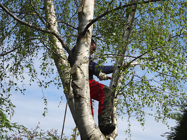 Best Arborist Consultation Services  in Riva, MD